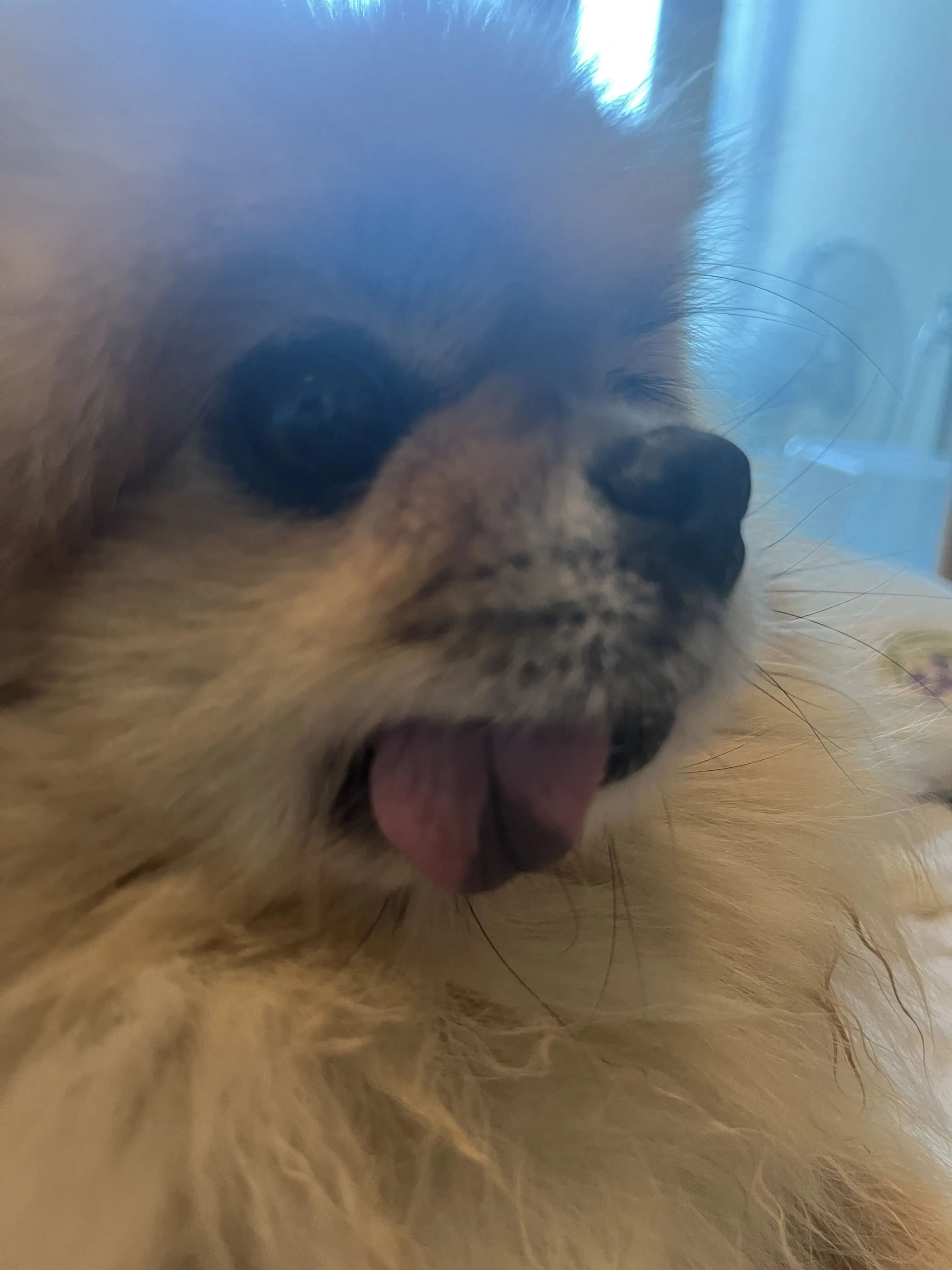 _1_2_3_의 자파리 파크! (대저택)