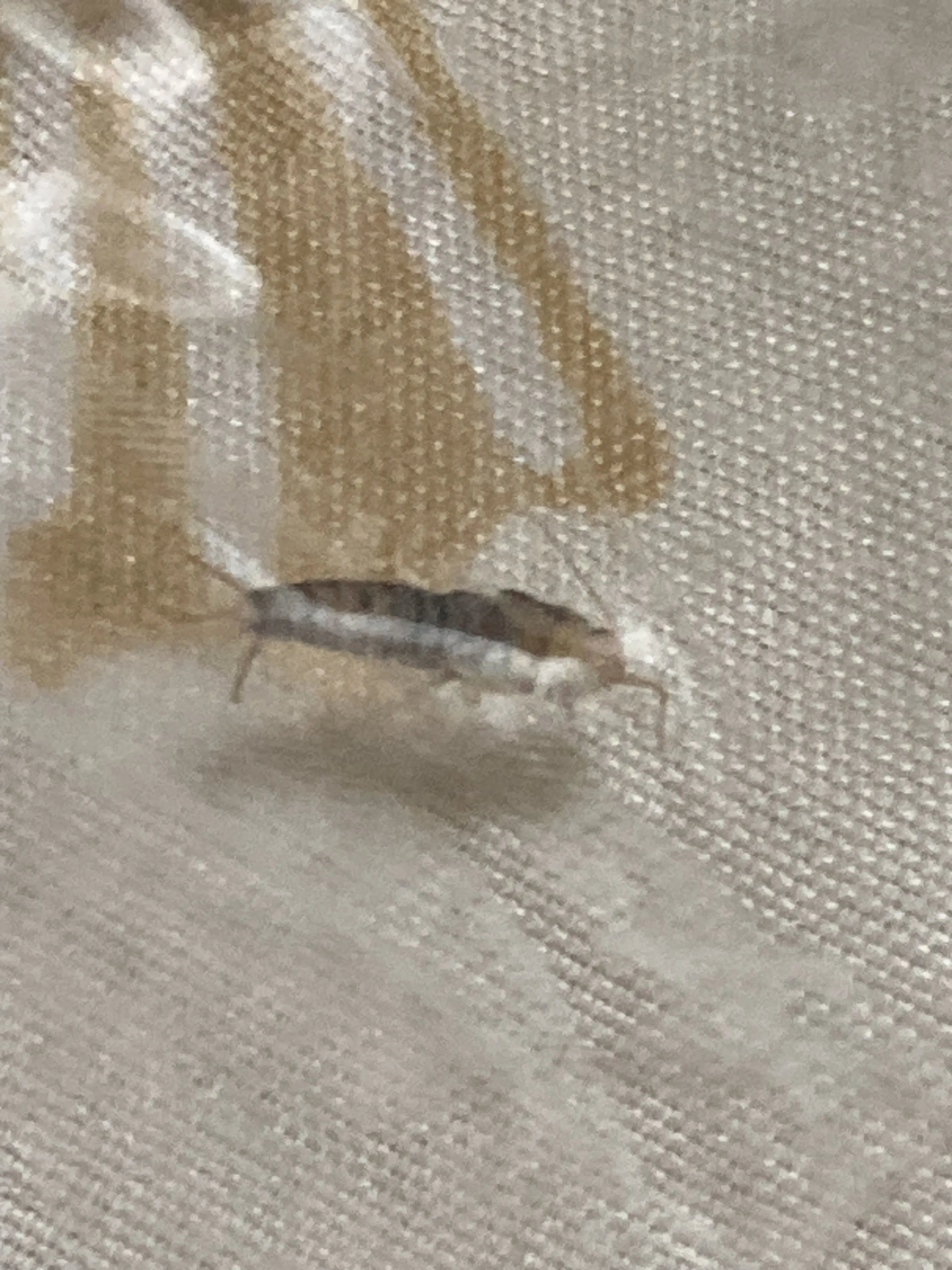 ModestDish5783의 第7師団、学パロ！