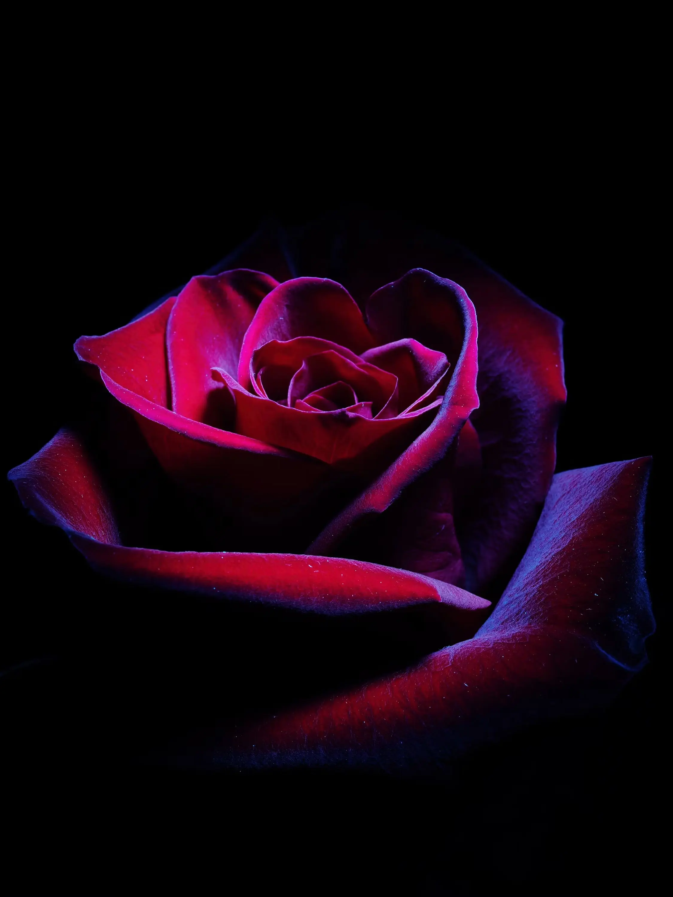 Sh1f0nc4ke의 Red Heart Rage