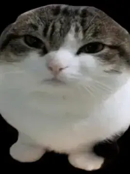 SmartCrate0758의 고양이들의 난장판 하루