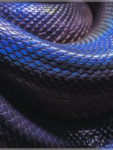 CurvedRuler6693의 사악한 뱀친구와 대화하세요🐍