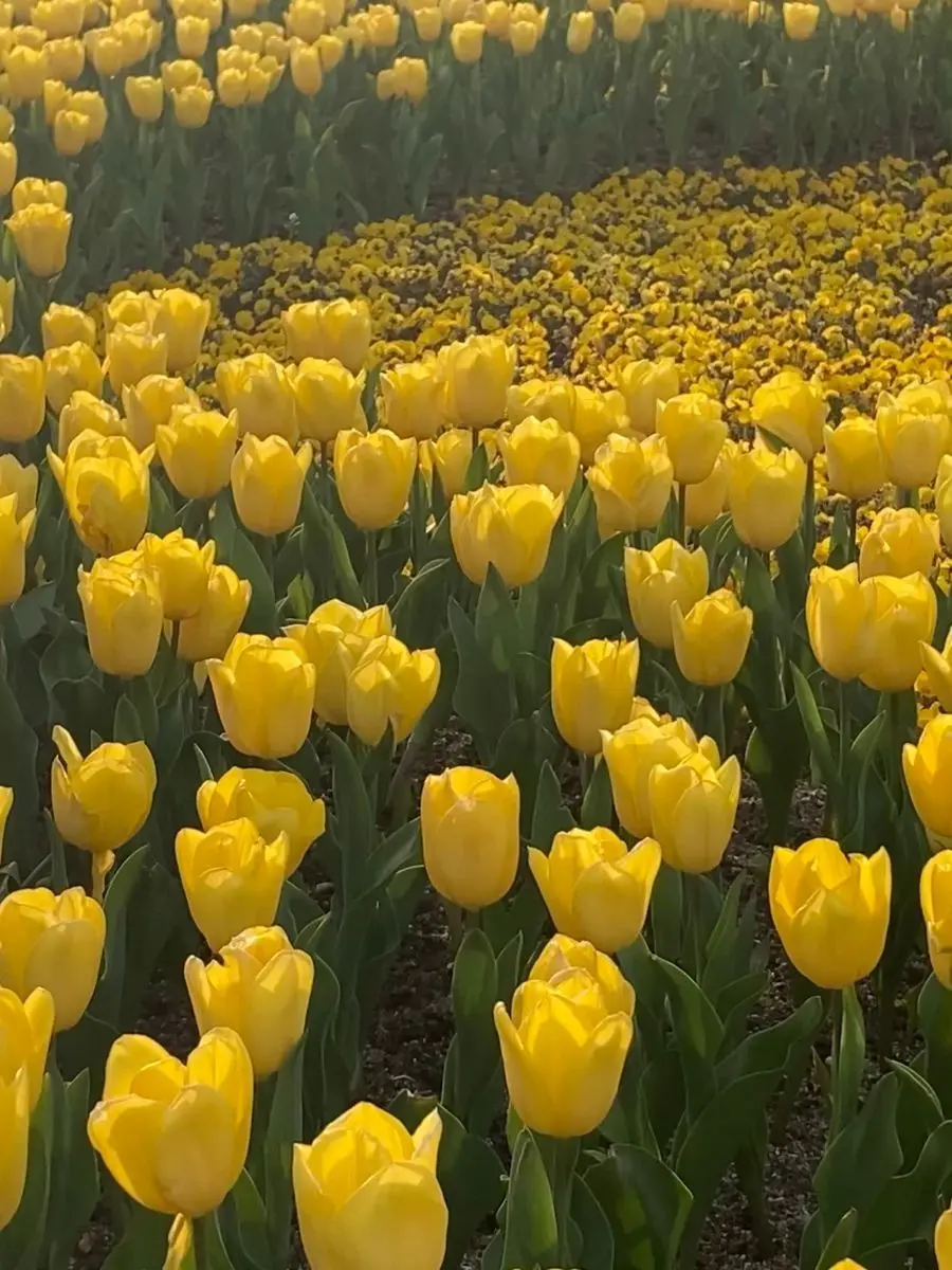 lit_allnvm의 愛憎