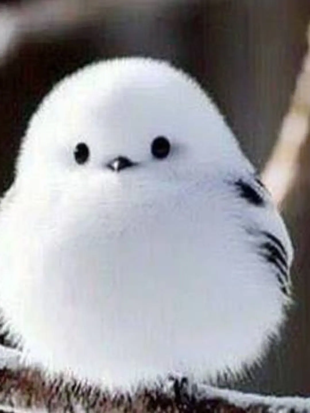 PoshSiren5764의 장카설과 동거하기!!