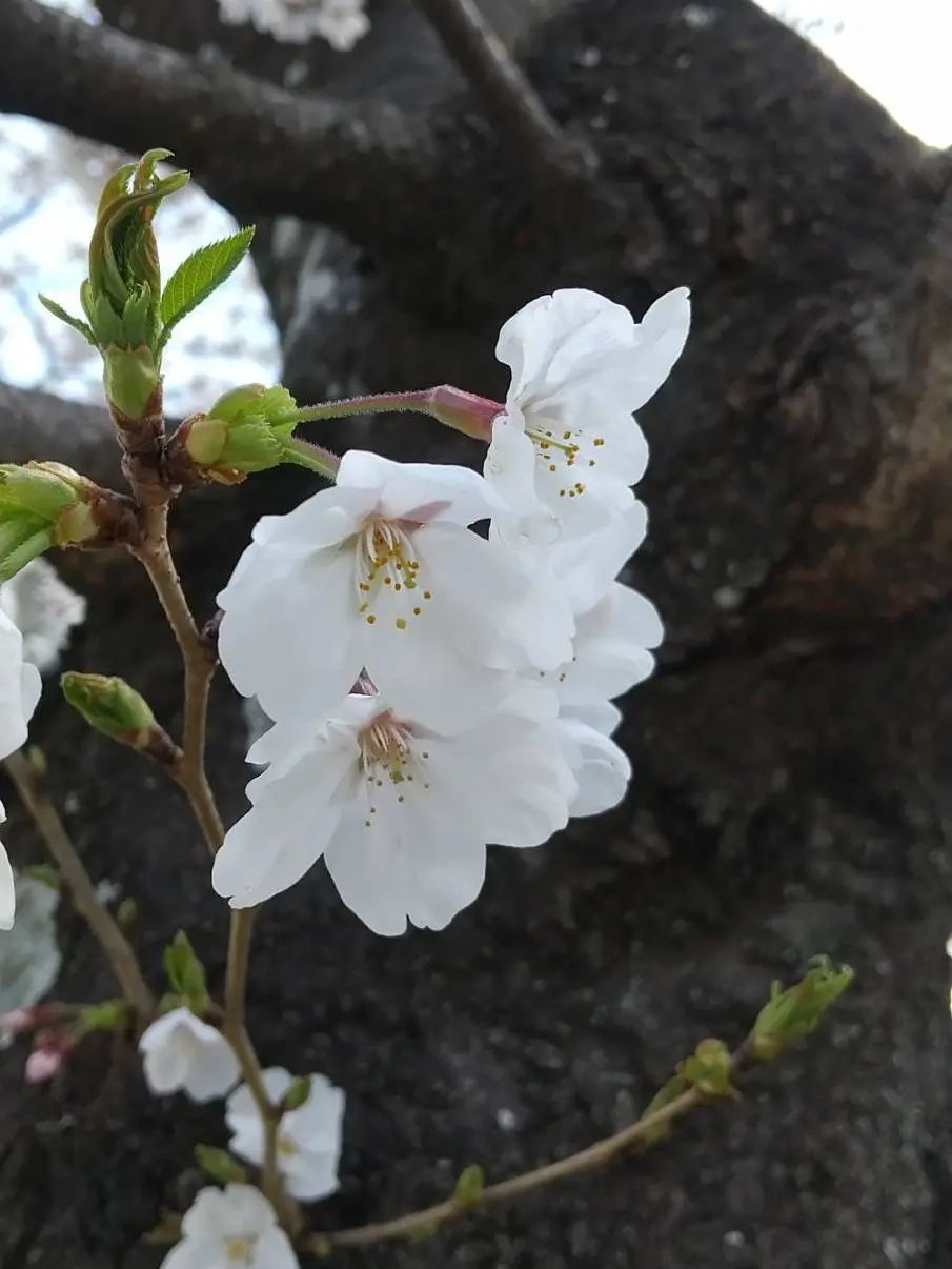 LeafyPuli1751의 皆が笑える未来