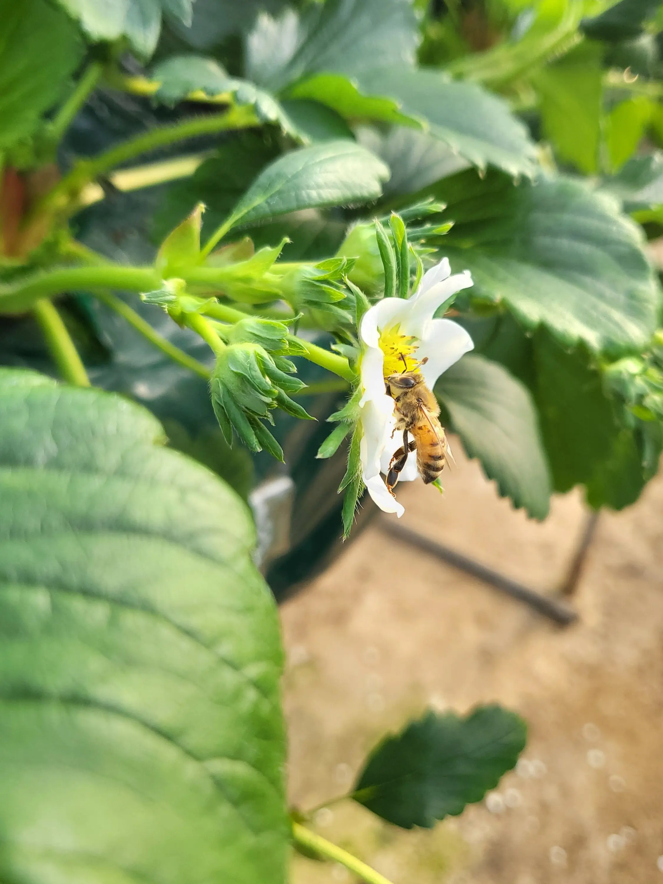 CreamySleep9358의 육아 난이도 헬 PWS