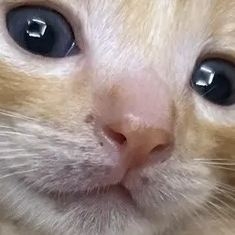 NewLabel0927의 먕먕이