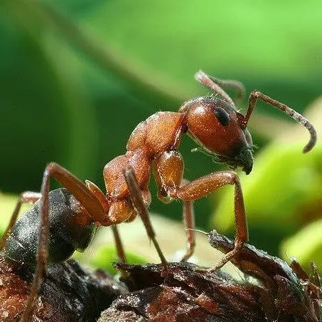 The_7_billionth_human의 개미