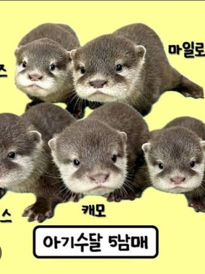 이웃집 수달!!ㅁ+정브로,여우 대표 이미지