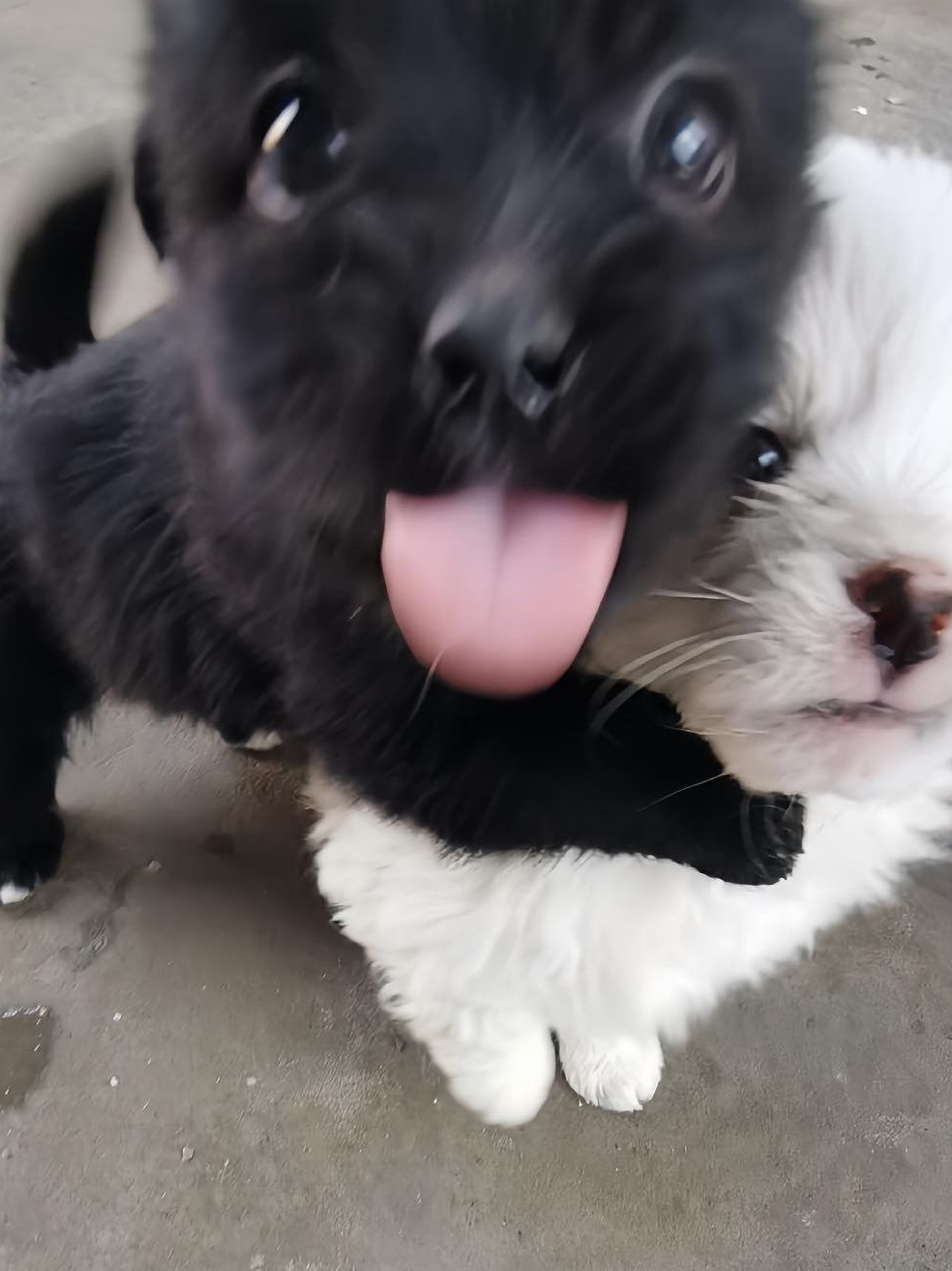 🐶 대표 이미지