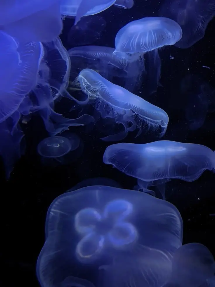 Aakasaka_Serina_kyng의 お仕置‪‪❤︎‬