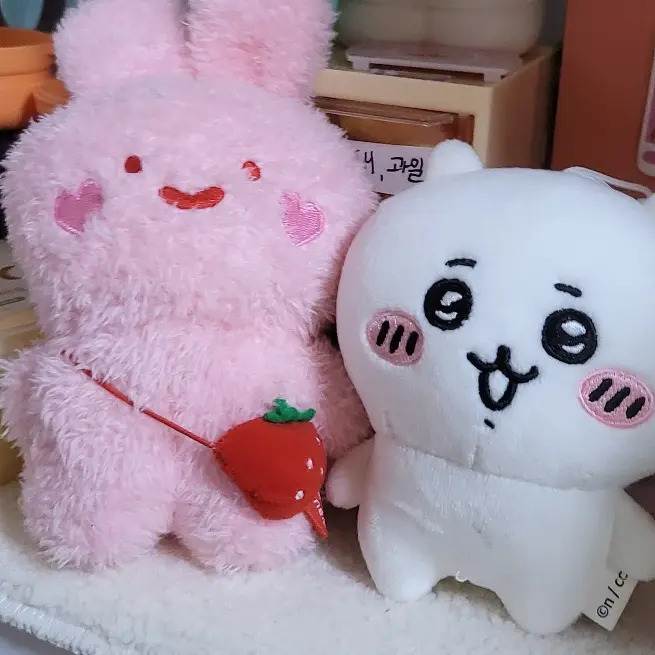 MiniDull5890의 두부 토순