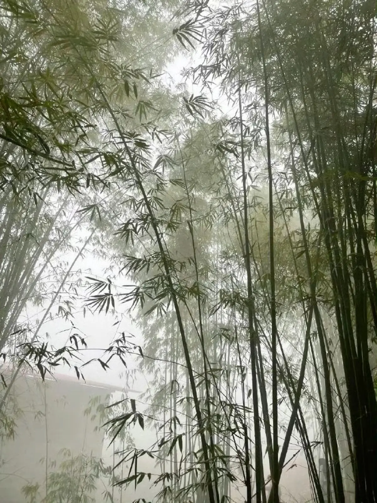 CockyImage1380의 竹林霊剣