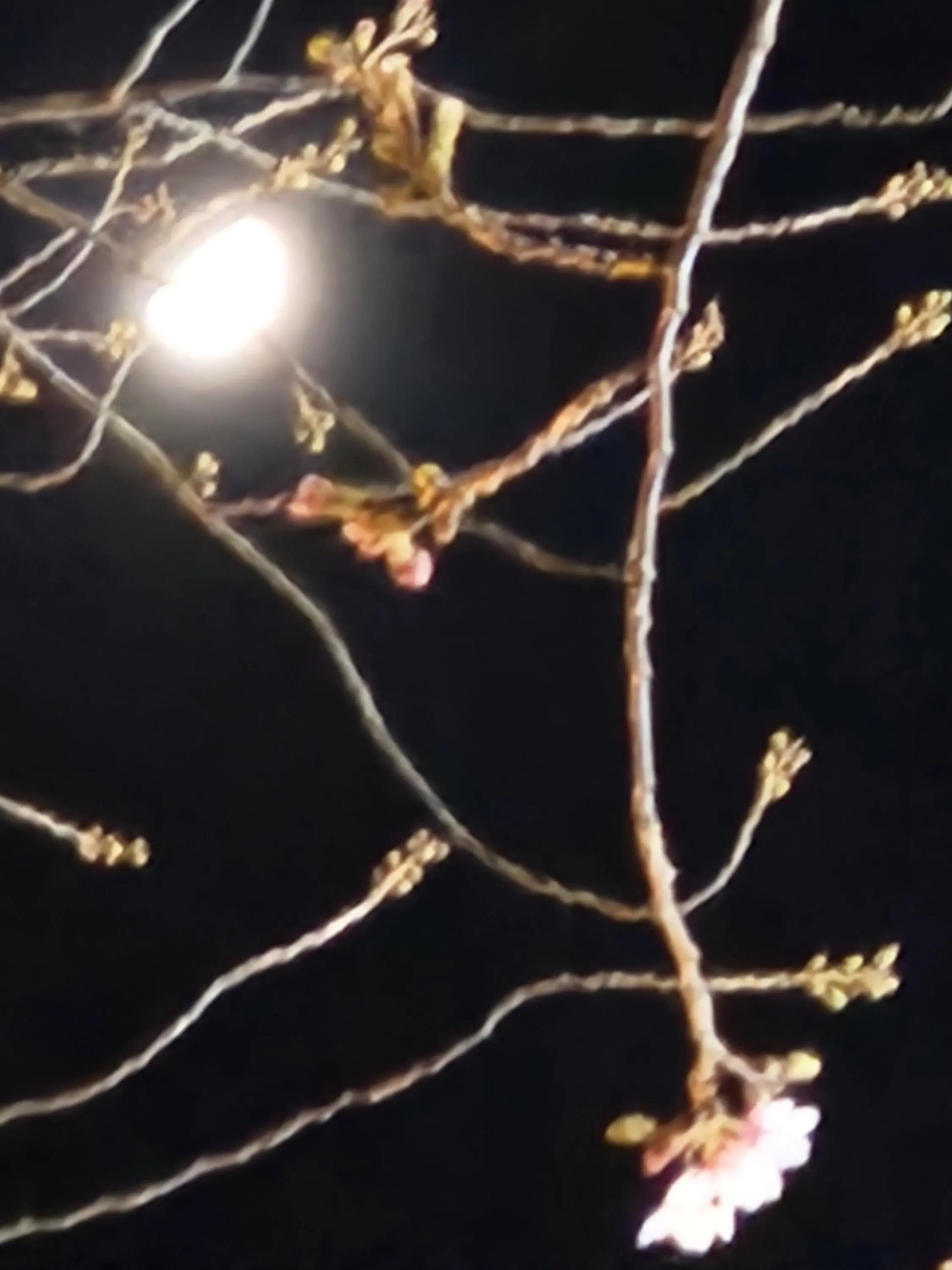 CreamLoach2522의 스코시즘 스쿨라이프