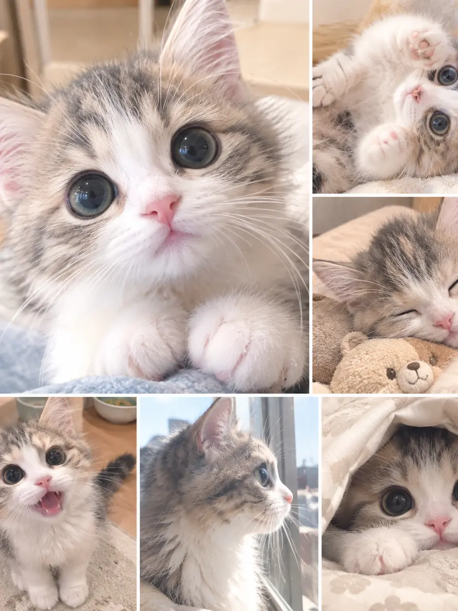Yuzu-Mennma의 Cat Love