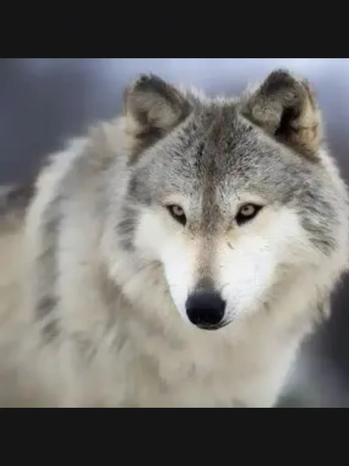 producer-kamo의 YouTuber Retreat!+Wolf+Fox