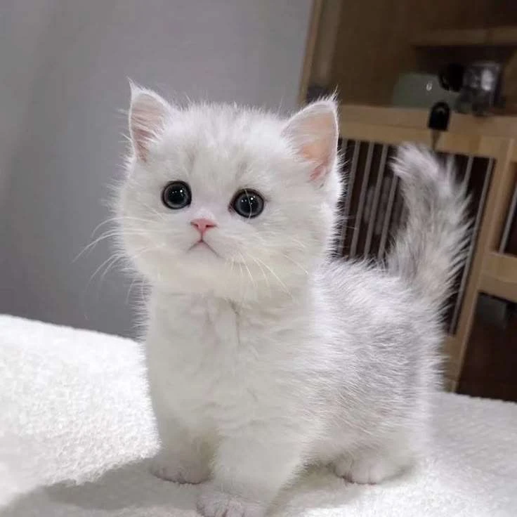 ㅈ