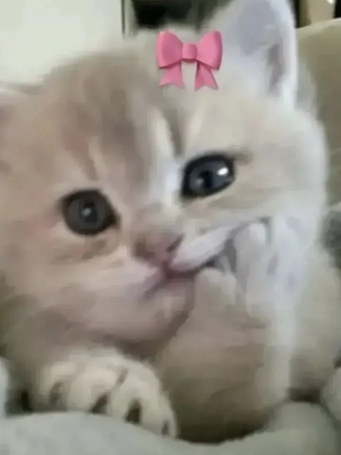 ssj_.3923의 꼬순이