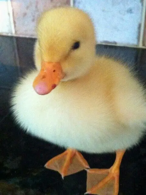 FetidCarp0876의 New ATEEZ Member?