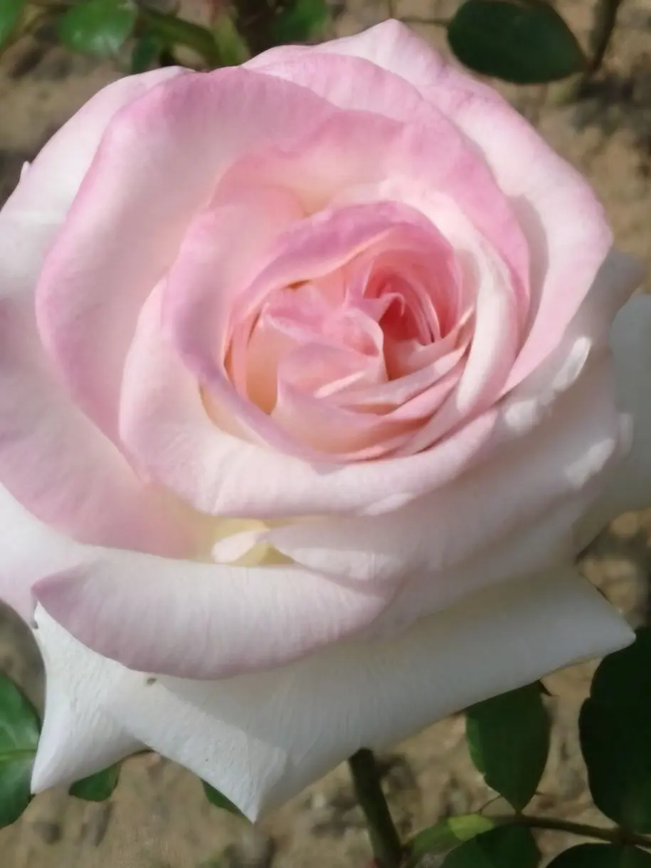 moongch1512의 이번생은 가주가 되겠습니다