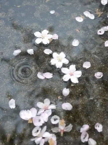 GustyGlass5829의 愛が重いシオンくん