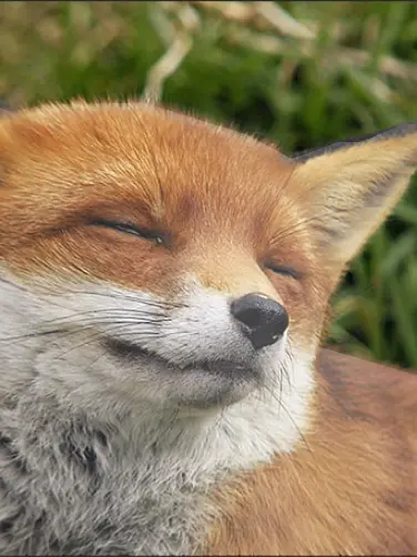 CrazyDam2689의 원피스 여우의 누명