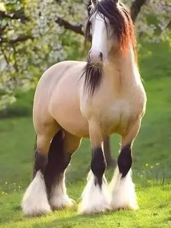 Raji의 Horse herd