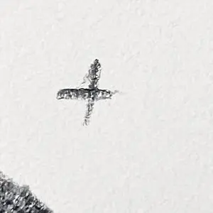 dangbo_gombangdae의 당잔