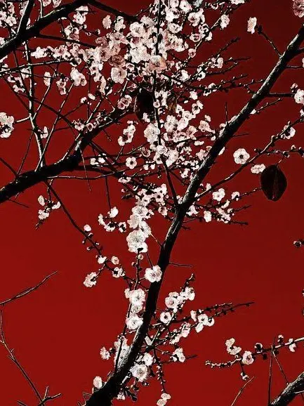 ImauishiWakasa의 花神𐙚꽃신