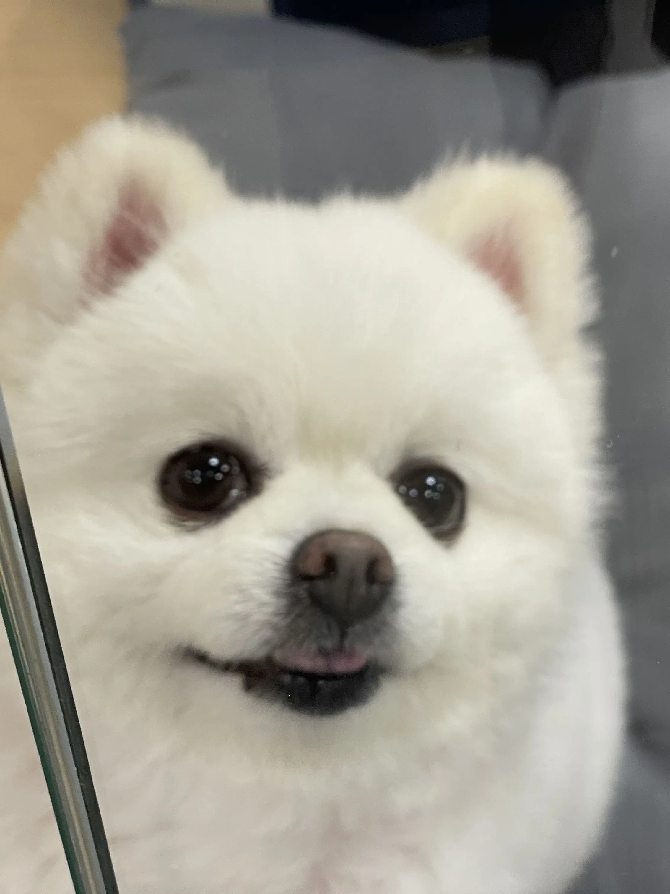 Melody221의 강아지로 산다는 건