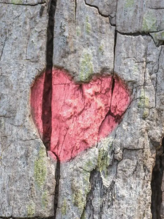 jk7의 🔮 진실된 사랑을 원해