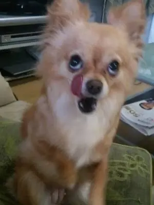 SerupityaZ의 ペットが擬人化した！！