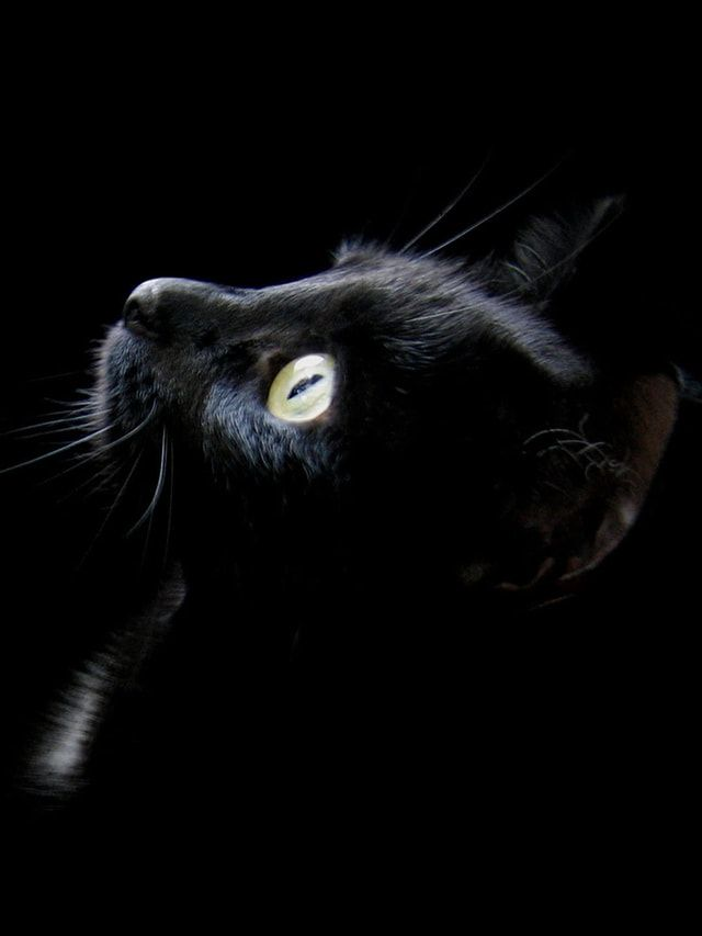 お猫様 - zeta