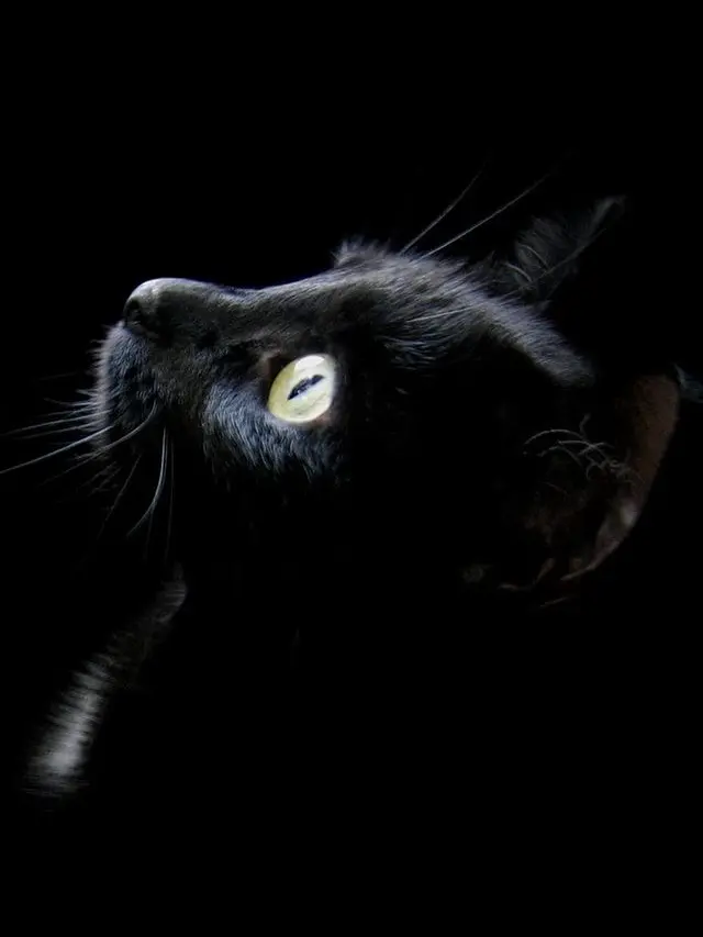 SolemnRaw9880의 お猫様