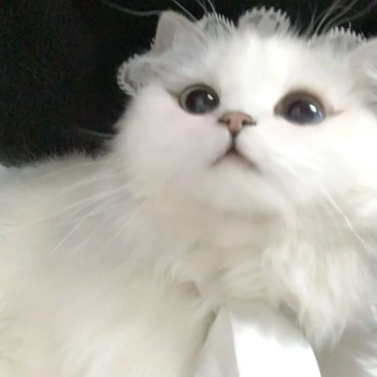 진짜 고양이 키우기
