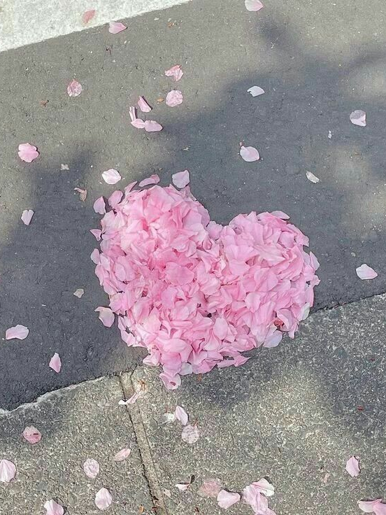 벚꽃이 피었네요 대표 이미지