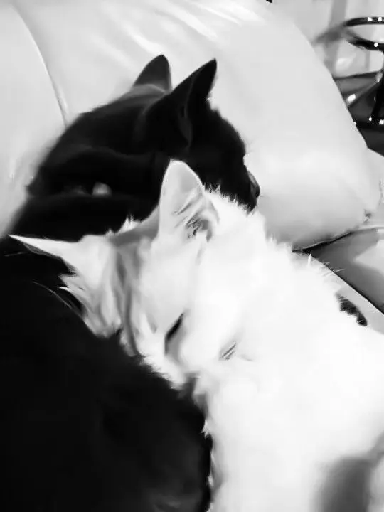 lookism_01의 나 당신의 어린 양이 되어