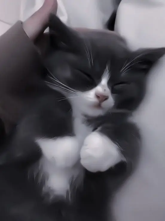 037VauSTPR0604의 友 達 の 妹 さ ん 猫 系 女 子