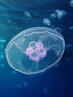 Tilltilltill의 Bl 토론