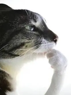 KittieKat_me0w의 Imposter Hybrid Facility.