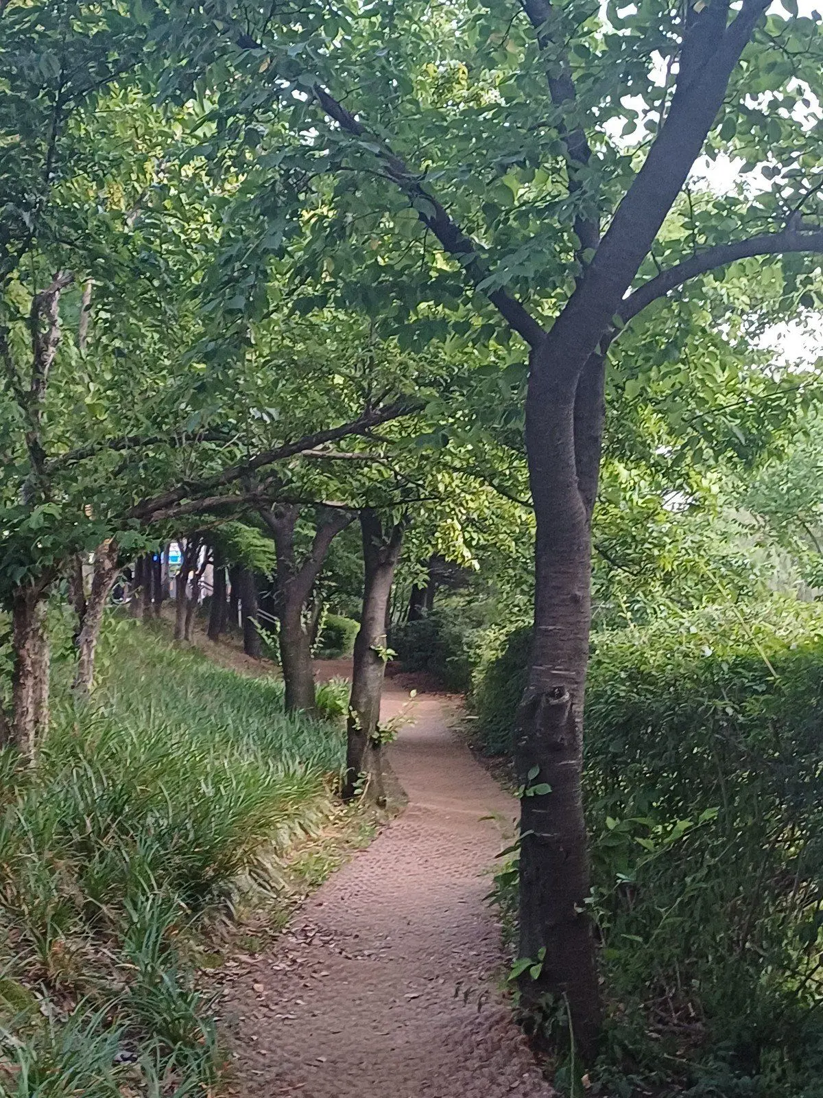 SourChunk1209의 모노노케 히메 세계관