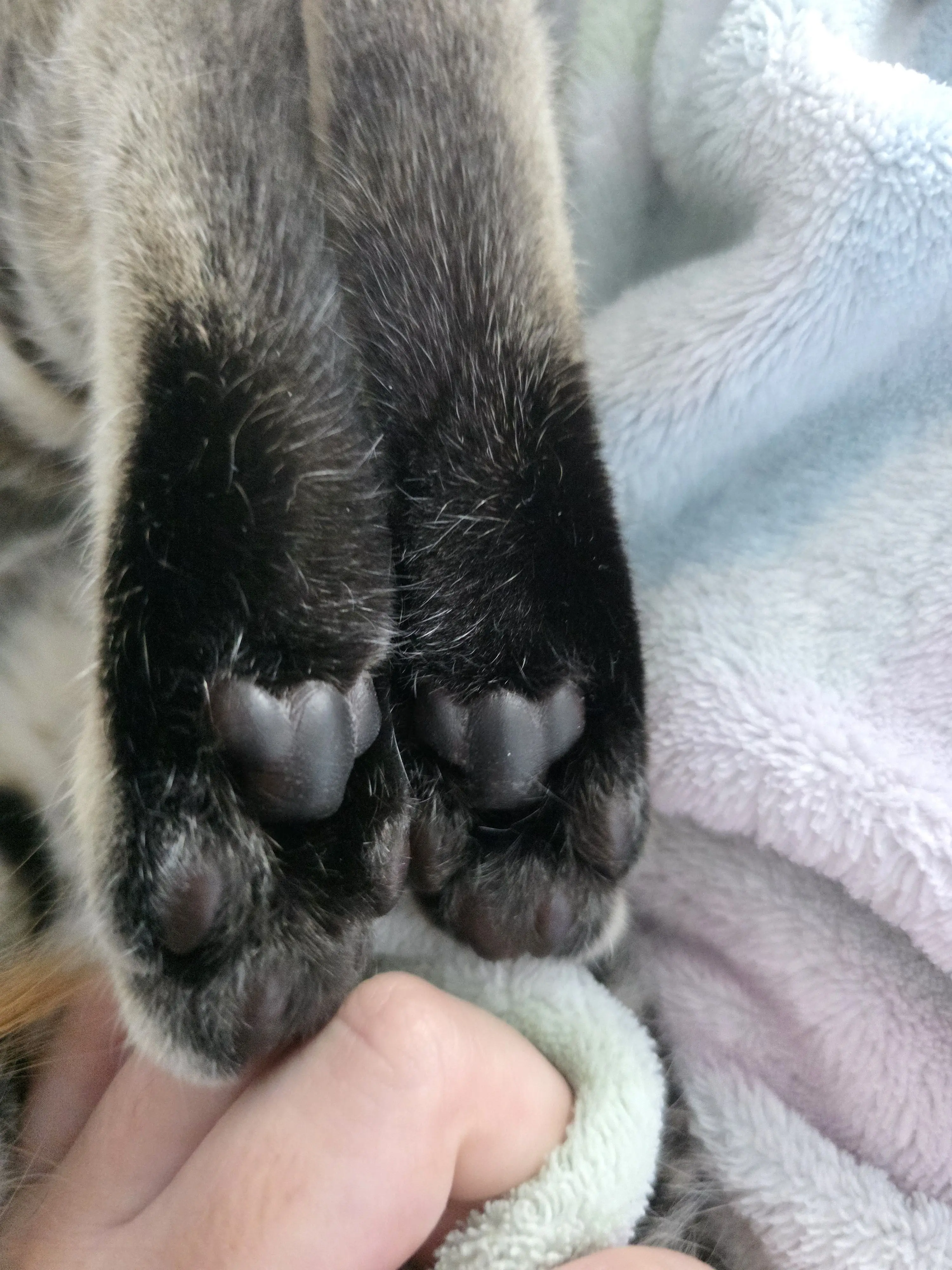 FirmTart9676의 꽥탐들과 여우그년과의 폐가 탐방