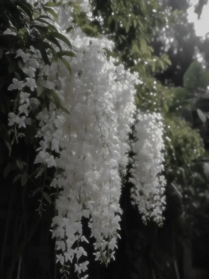 LeanerStud6710의 체인소맨&귀칼 세계관