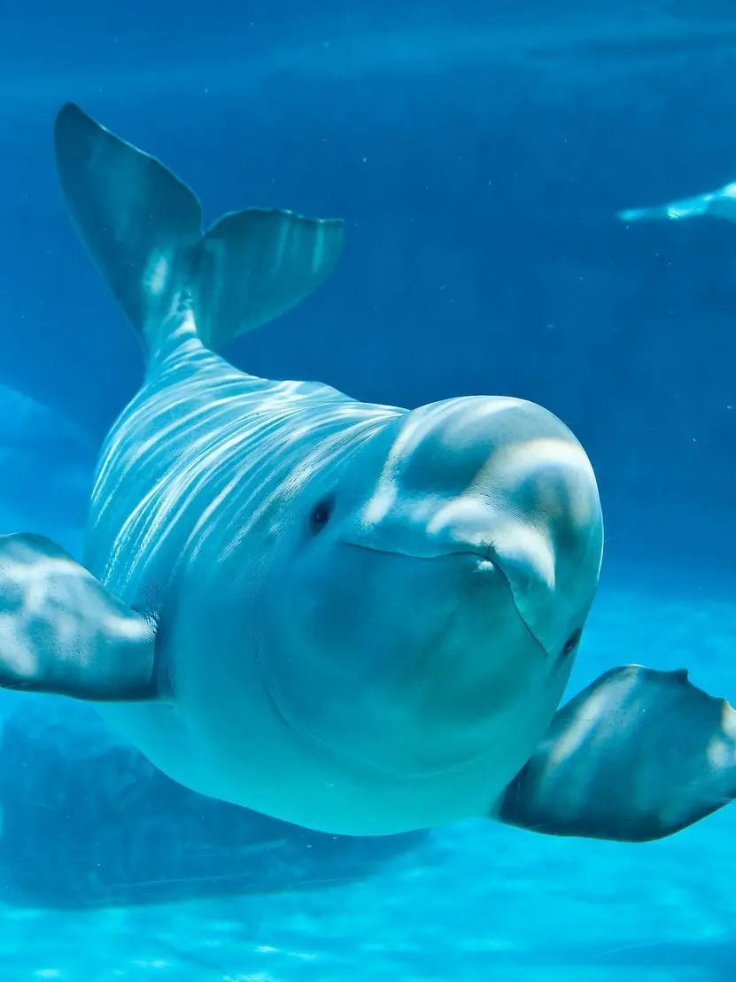 Smile7의 “ 고래를 사랑하니? ”