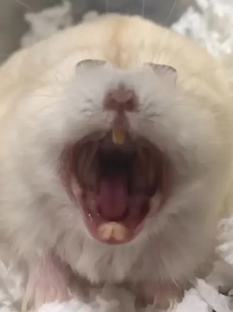 WindyBrush2074의 100일동안 같이 지내면 10억