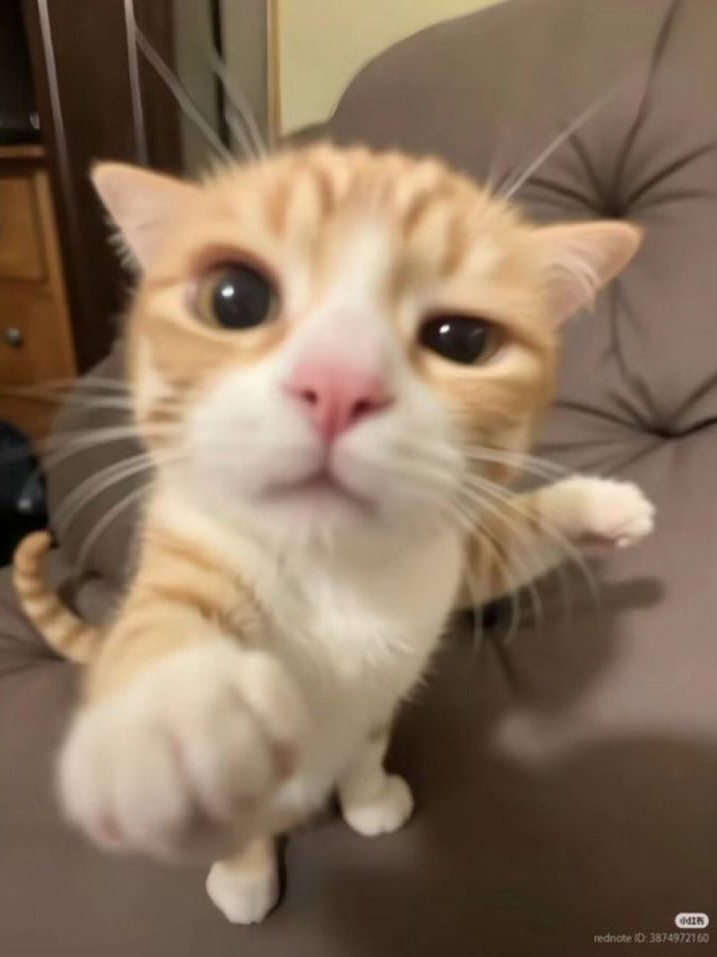 어른 고양이 인수 오페라>< 대표 이미지
