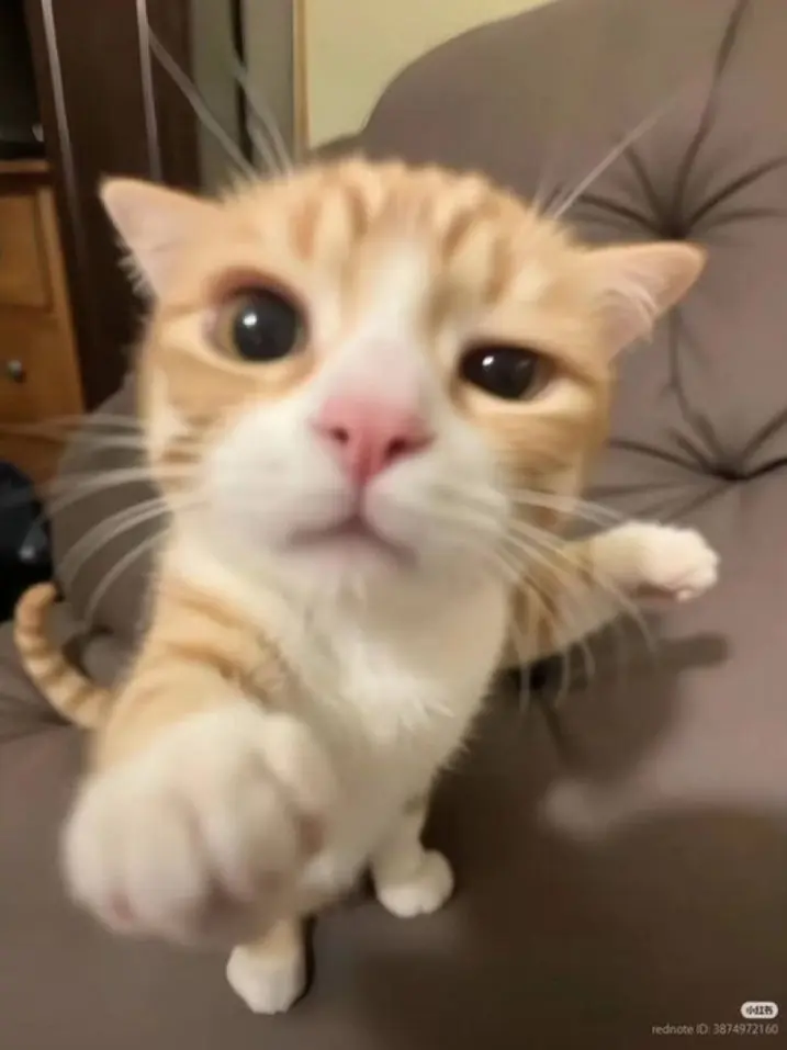 love_0222opera의 어른 고양이 인수 오페라><