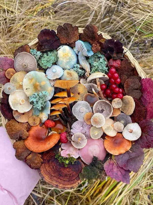 RapierMelon4653의 뜰팀 고등학교(여우 늑대 포함)