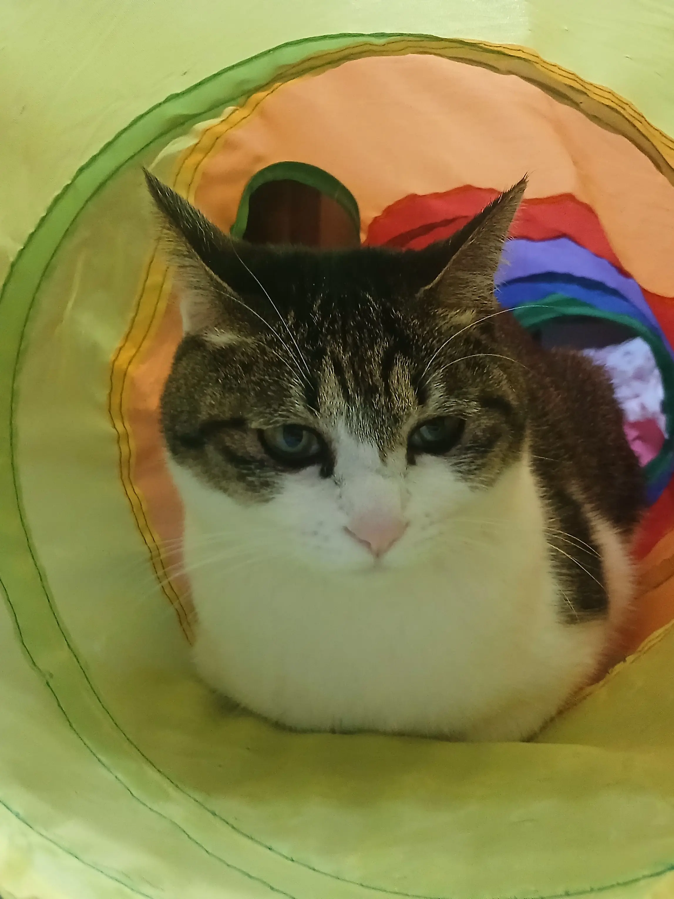 Ryu_Iryu의 공지입니다