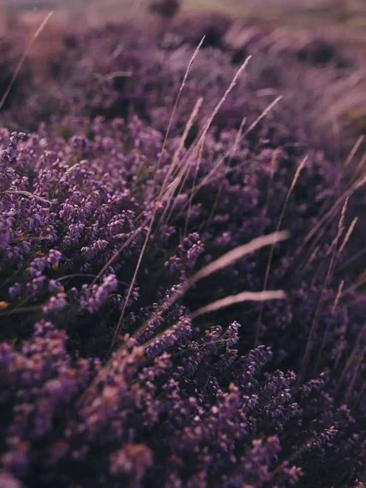 fool._.0121의 Heathcliff