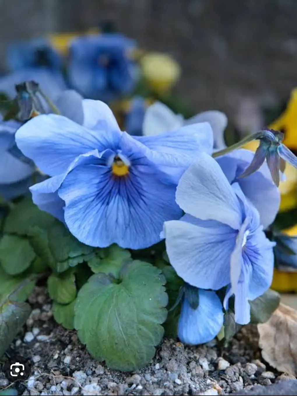 Kemuri_777_의 青いまま枯れてゆく